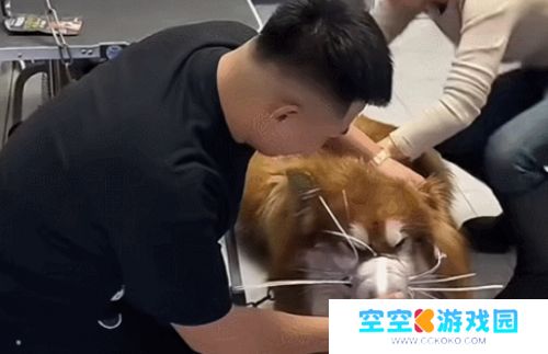 网红狗“艾特”直播洗澡遭意外，千万粉博主遭骂，更有明星发声指责