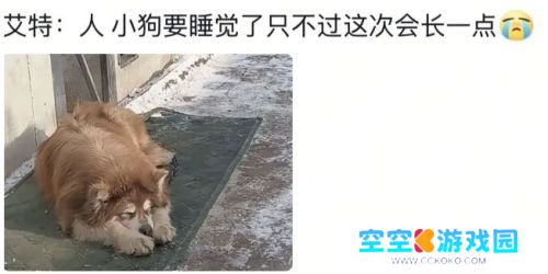 网红小狗“艾特”去世，网友矛头直指潘宏，本人回应：不关我事