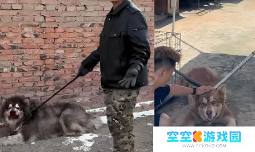 训狗一哥潘宏又出事，要求主人签“天价合同”，网友：这波站潘宏